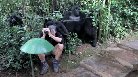 FUNNY VIDEOS GORILLA