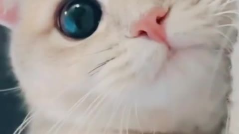 cute cat