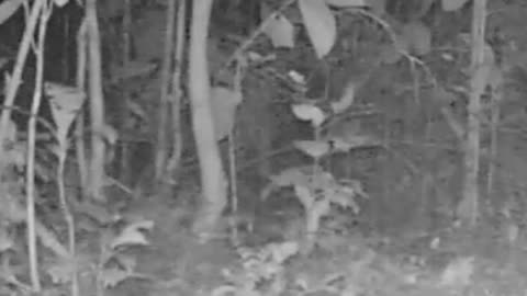 South American Tapir Sachavaca in the Peruvian Amazon INSIDE THE AMAZON #SHORTS