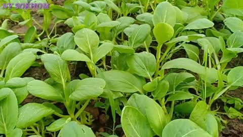 Learn now to grow Pak Choi/ pak Choy- Easy!