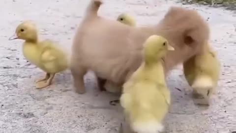 Dog play with cute baby ducks.