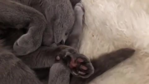 Cat Moving her Tail In Her Sleep