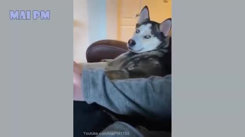 Husky angry moment