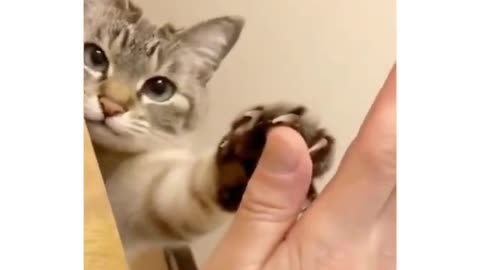 Very Cute High Five