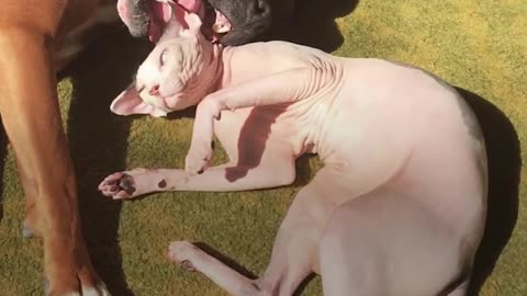 Hairless Cats Team Up To Annoy Their Favorite Dog | The Dodo Odd Couples