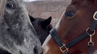 Horse excited to see friends!