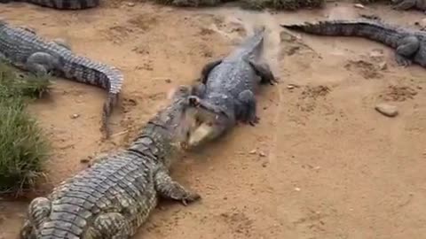 when crocodile hungry so eats