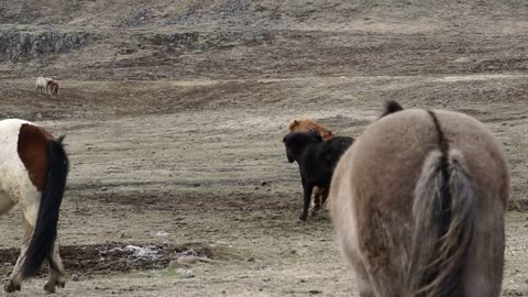 Herd of Icelandic horses beautiful calm animal