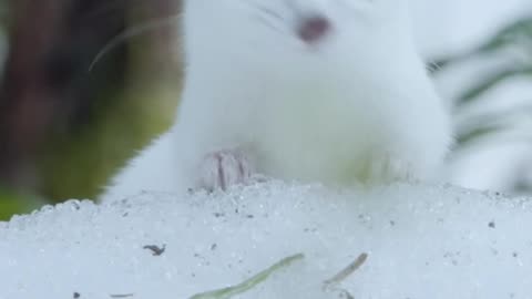 Kamchatka is home to the least weasel the world's tiniest color-changing carnivores