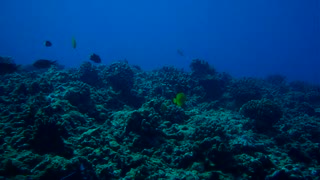 Oahu Shallows late afternoon!!