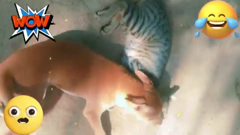 Funny Animal videos Cat & Dog