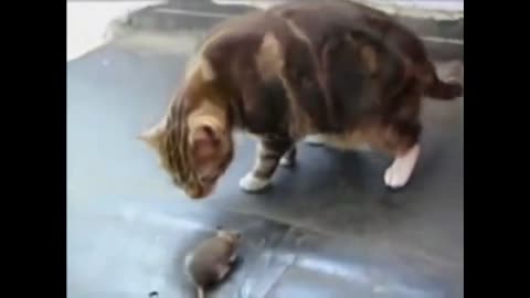 Comedy videos Mouse attacks cat