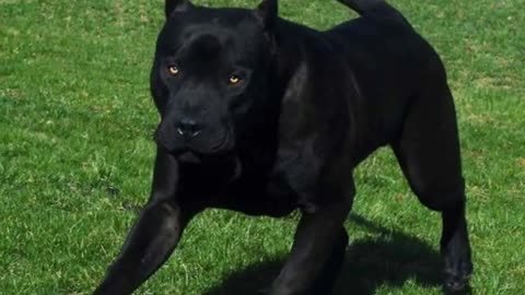 looks at the beauty of black pitbull