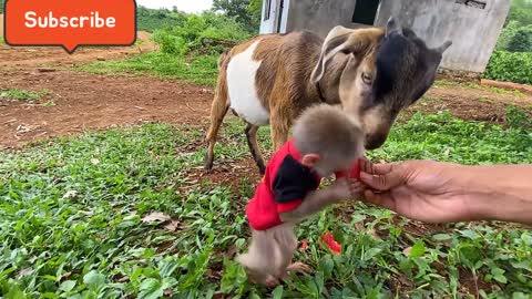 Monkey loves to ride Goat