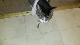 Cat chasing a blade of grass