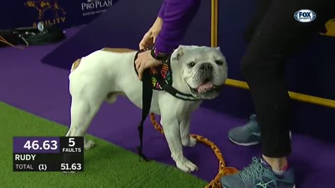 Watch Rudy the Bulldog crush the 2023 WKC Masters Agility course |