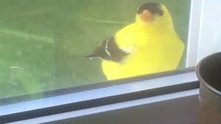 Uppity goldfinch