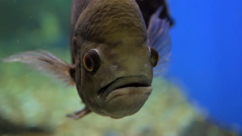 Close Up Of A Fish In A Aquarium