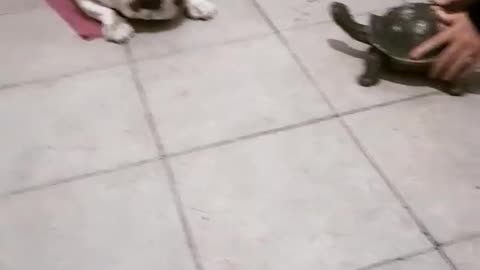 dog playing with turtle