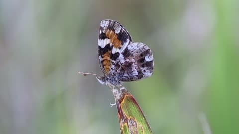 Flashy Flapper