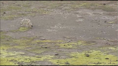 Large Grey Wolf AT Yellowstone, Old Faithful (Must Watch!) Wolf Moon