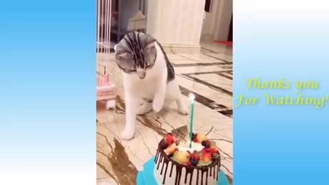 Animal funny video complication