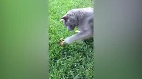 Cats funny video