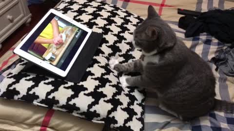 Cat Learns To Knead Dough Through Tutorial Video