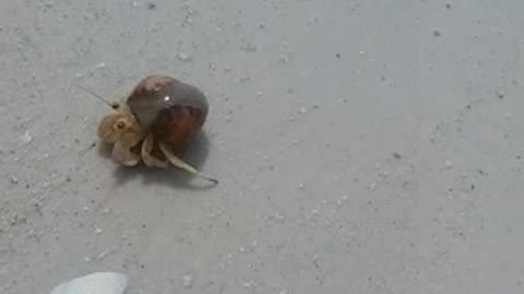 Hermit Crab GANGS run the beach !