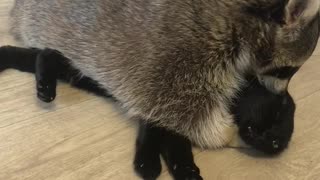 Raccoon And Cat Make A Cute Pair