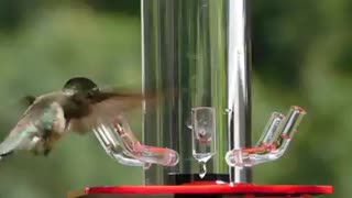 Feeding Hummingbird