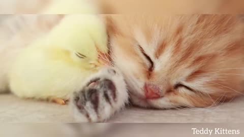 Kitten sleeps sweetly with the chicken. Funny