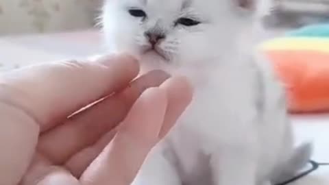 Cute baby cat funny video