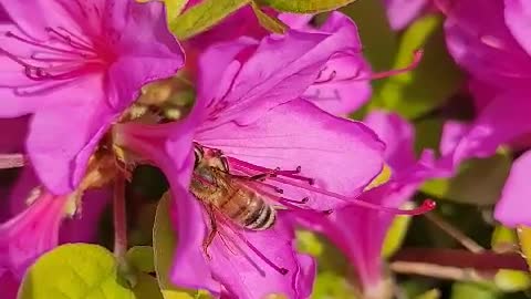 a royal azalea blossom & Bee