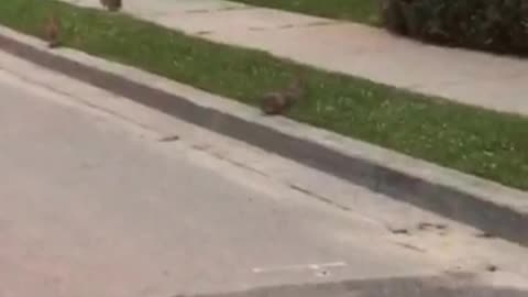 Black dog running after rabbits