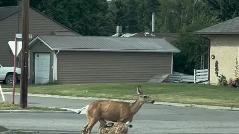 Recharging Time! Mama Deer Nurses Twin Fawns