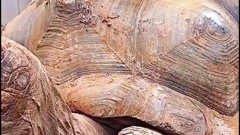 This turtle looks like it's carved out of wood when it's still