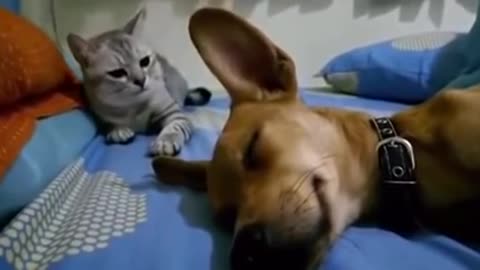 Dog fart makes for an angry cat 😂