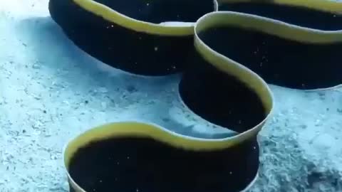 The mesmerizing movements of the Ribbon Eel🔥