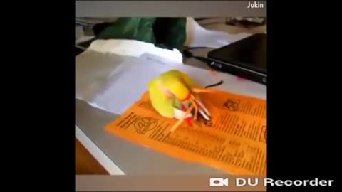 Never seen how intelligent birds can by, watch this video