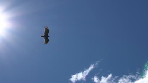 Eagle gliding in a clear sky, bottom view