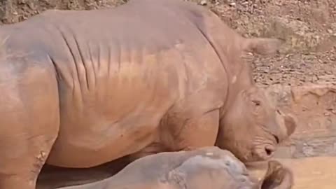 Two rhino