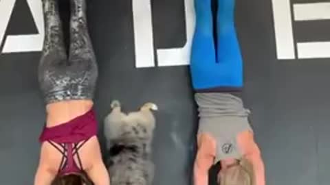 Doggo Copies The Moves Of The Humans