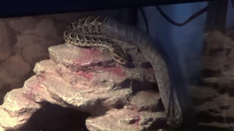 Puff Adder "Aria" Shedding her skin.