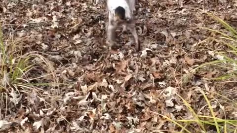 Tree Sawed Down After Dog Gets Stuck Inside