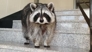 The raccoon steals the bait and pretends not to know