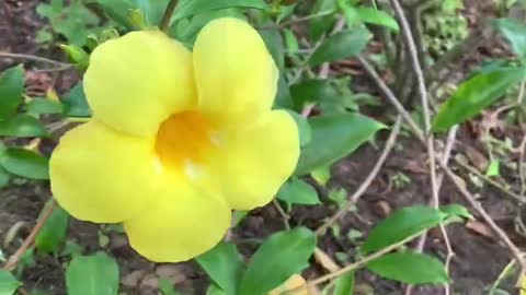 Small yellow flower