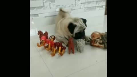 White pug lay on floor best friend tiger toy