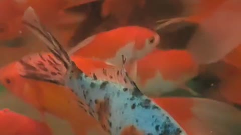 Goldfish swim happily in the fish tank.