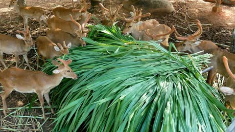 Cute Baby Deers Found In jungle Eating Leaves